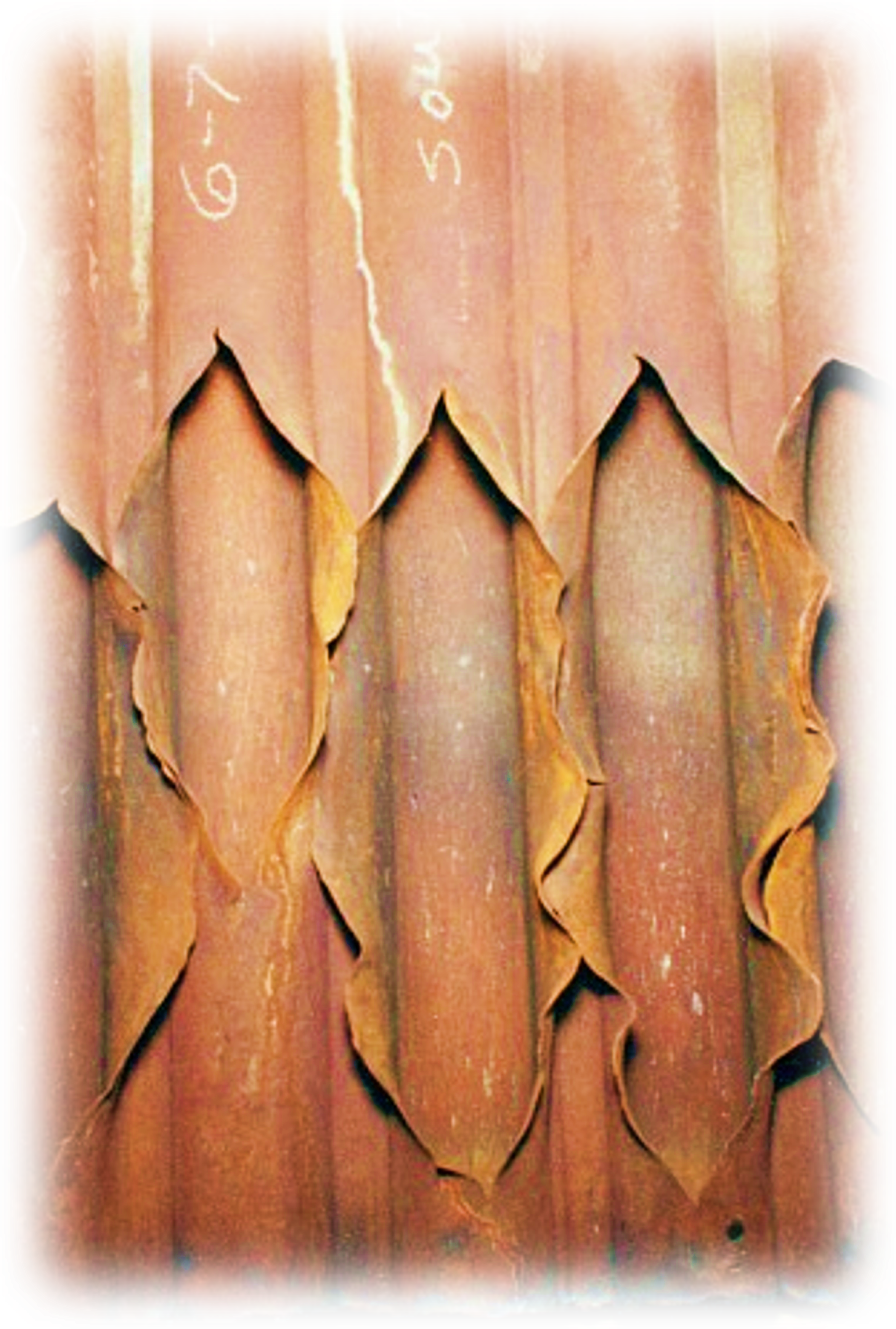Wall failure on boiler tubes